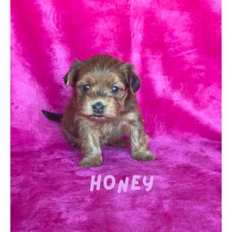 Girl 1 - female Havanese puppy in Fielding, Utah from LUCKY HAVANESE
