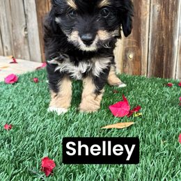 Shelley - Aussiedoodle puppy from Annie's Aussies