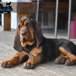 American Bully and Bloodhound Puppies from Blue Collar Kennelz Bloodhounds and American Bullies