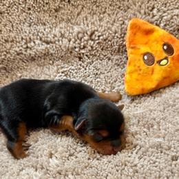 Cute Charlie - Black and tan male Yorkshire Terrier puppy in Paris, Tennessee from Nolan’s Yorkie Farm