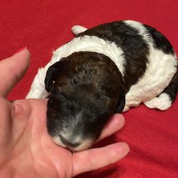 Poodle Puppies from Foxfire Hollow Standard Poodles