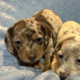 Dachshund Puppies from Carter's Kennels