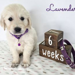 Lavender - Light golden female Golden Retriever puppy in Carthage, Missouri from SDG Goldens