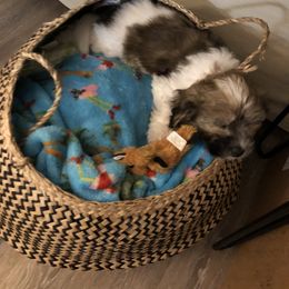 Coton de Tulear Puppies from Cotton Row Cotons