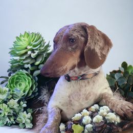 Dachshunds from Hangin’ H Kennels, LLC