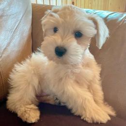Spencer - Wheaten male Miniature Schnauzer puppy in Interlachen, Florida from Pam's Schnauzers