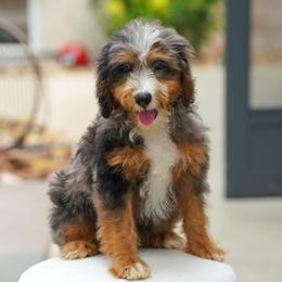 Gaga (socialization program grad) - Blue merle female Bernedoodle puppy in Dundee, Ohio from Down Home Doodle