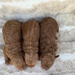 Girl 2 - Red  female Goldendoodle puppy in Rush, New York from Care Bear Puppies