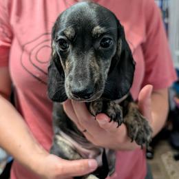 2 Ziggy - Black and cream male Dachshund puppy in Central Point, Oregon from MRS Long Dog Ranch