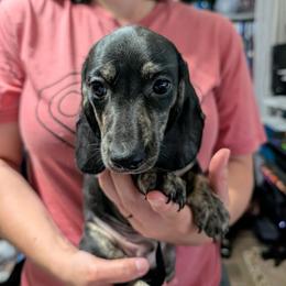 2 Ziggy - Black and cream male Dachshund puppy in Central Point, Oregon from MRS Long Dog Ranch
