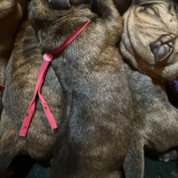 Pink collar - Fawn brindle female Bullmastiff puppy in Otisfield, Maine from Boulder Ridge Kennels