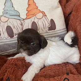 Shih Tzu Puppies from Lux Shih Tzu of New England