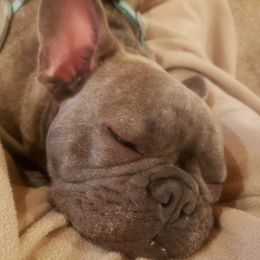 French Bulldogs from Rend Lake Frenchies
