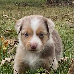 Reef - Red merle male Miniature Australian Shepherd puppy in California, Kentucky from Sonlight Ridge Aussies