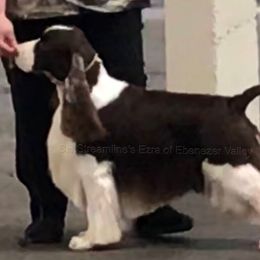 English Springer Spaniel puppies from Ebenezer Valley ESS