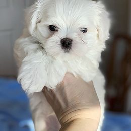 Maltese Puppies from Platinum Dunes Maltese