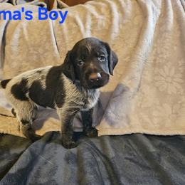 German Wirehaired Pointer Puppies from Vom Fleetwood