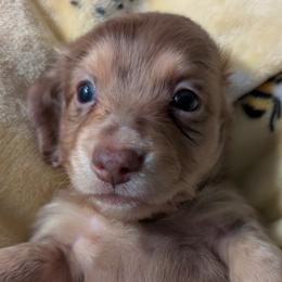 Dachshund Puppies from Goldie Girls Ranch Dachshunds