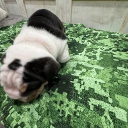 Bulldog Puppies from Bulldog's 4 Brothers