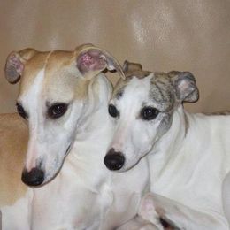 Whippets from Haven Whippets