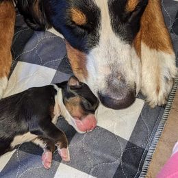 Bernese Mountain Dog Puppies from Baby Bear Bernese Kennel