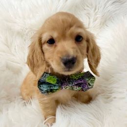 Casper - Red male Dachshund puppy in Richmond, Virginia from Irresistible Dachshunds & Cavaliers