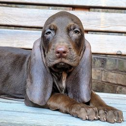 Colombian Fino Hound Puppies from Fino Hounds USA