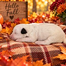 Taffy - White female Cavapoo puppy in Myrtle Beach, South Carolina from Colorful-K9'S