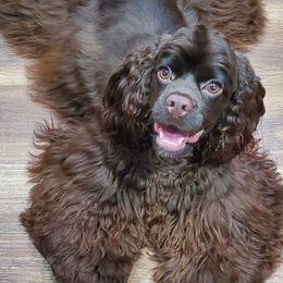 Cocker Spaniels from Tauntre American Cocker Spaniels