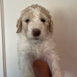 Blue Collar - White male Pyredoodle puppy in Sand Springs, Oklahoma from Kiki’s Farm