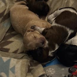 Girl 3 - Cream female Dachshund puppy in Mobile, Alabama from Lady and the Tramp Dachshunds