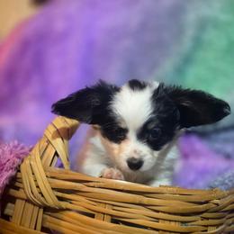 Duke - White black and tan male Papillon puppy in Myakka City, Florida from LaRae's Papillons