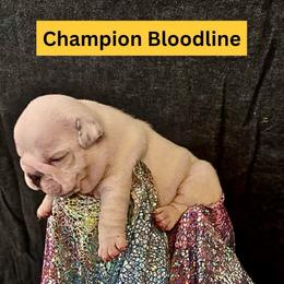 Peanut - White female Bulldog puppy in Tremonton, Utah from Snuggle Pups