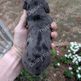 Isabella - Dapple female Dachshund puppy in Blanchard, Oklahoma from Dusty Road Doxies