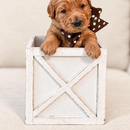 Miss Brown Collar - Apricot female Australian Labradoodle puppy in Wake Forest, North Carolina from Lucky Country Labradoodles