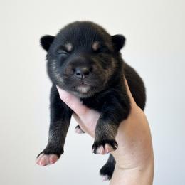 Warwick - Tri-color male Pomsky puppy in Boonville, Indiana from Elysian Pomskies