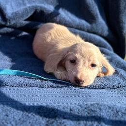 Boy 1 - Cream male Dachshund puppy in Stilwell, Oklahoma from Double Down Doxies