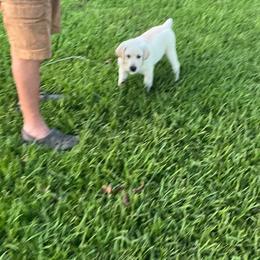 Tank - Yellow male Labrador Retriever puppy in Broussard, Louisiana from D5 Death Valley Kennels/Royal Reign American Cocker Spaniels