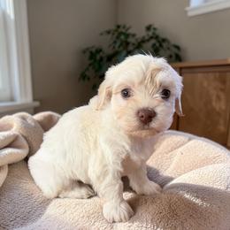 Romeo - White male Havanese puppy in Cadwell, Georgia from Hashtag Havenese