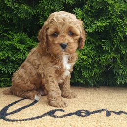 Cockapoo puppies from Home Raised Cockapoos