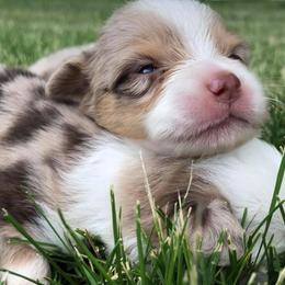 Toy Australian Shepherd Puppies from Kickapoo Creek Aussies