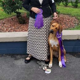 Nova - Rhodesian Ridgeback