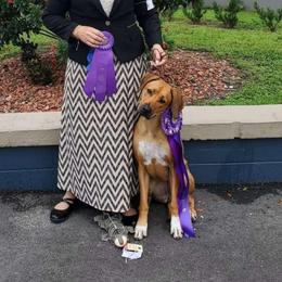 Nova - Rhodesian Ridgeback