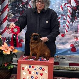 Tamar - Brussels Griffon