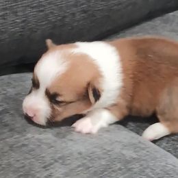 American Corgi and Pembroke Welsh Corgi Puppies from Angelique Brooks