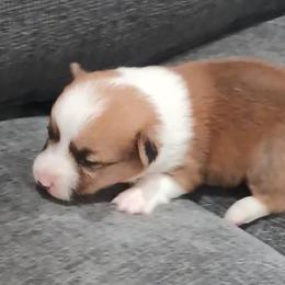 American Corgi and Pembroke Welsh Corgi Puppies from Angelique Brooks