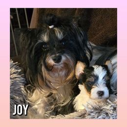 JOY Girl 2 - Yorkshire Terrier puppy from Schultz Yorkies byGrace