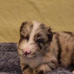 River - Blue merle male Australian Shepherd puppy in Lubbock, Texas from Barn Raised Aussies