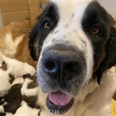 Saint Berdoodles from Parker’s St Berdoodles