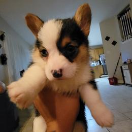 Pembroke Welsh Corgi Puppies from Space City Corgis
